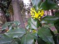 Mahonia aquifolium